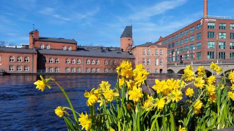 Narsisseja istutuslaatikossa Patosillan kaiteessa, taustalla Frenckellin rakennus.