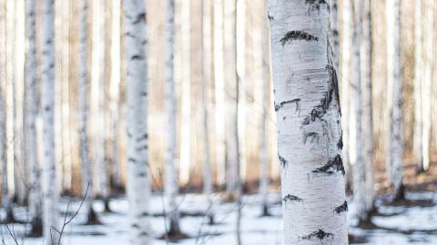 Koivunrunkoja metsässä. Puiden lomassa näkyy maassa lunta. 