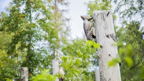 Metsää. Etualalla oikealla puuveistos, jossa tikka hakkaa puunrunkoa. Taustalla muita puuveistoksia.