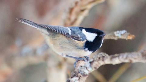 Kuusitiainen istuu oksalla. Linnulla on kellertävä maha ja harmaat siivet. Pää on mustavalkoinen.
