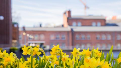 Narsisseja amppelissa Tammerkosken rannalla Patosillan lähellä.