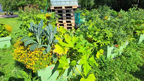 A garden. Plants in boxes in front, pallets on the background.