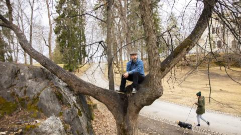 City gardener Timo Koski sits in a tree and looks at the landscape