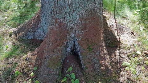 Kirjanpainajan iskemän kuusen tyvi.