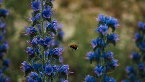 Lähikuva sinisistä kukista ja kimalaisesta.