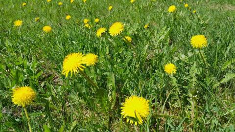 Kukkivia voikukkia nurmikolla.