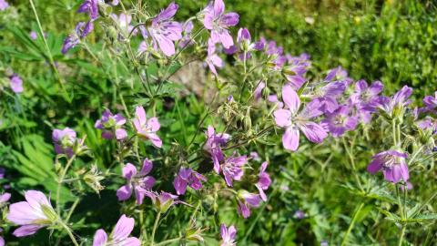 Violetteja kesäkukkia