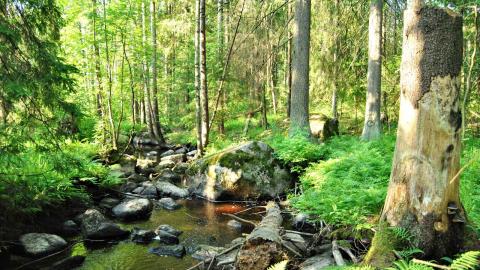 Myllypuro virtaa metsäalueen keskellä.