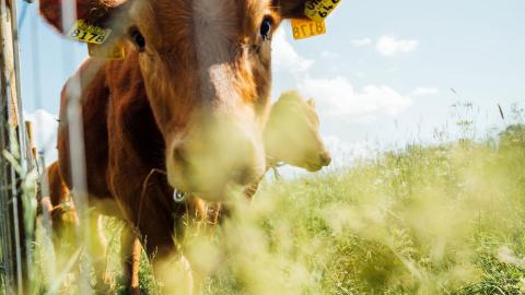 Ruskea nauta laitumella.