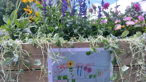 Monenvärisiä ja -laisia kukkia sisältävä istutuslaatikko, jonka reunaan on kiinnitetty lapsen piirtämä istutussuunnitelma.