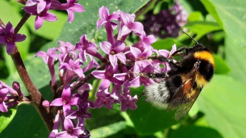 Tarhakimalainen syreeninkukassa.