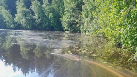 Siitepölylauttoja Alasjärven veden pinnassa.
