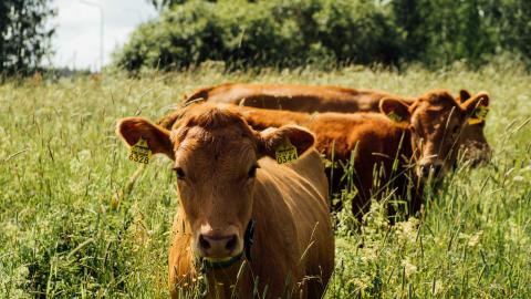 Kolme punaruskeaa hiehoa niityllä.
