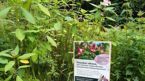 Jättipalsameita ja soolotalkoinen infokyltti. 