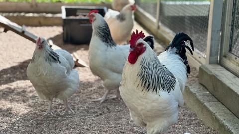Valkoisien sussex-kanojen niskahöyhenissä ja pyrstösulissä on hieman mustaa väriä.