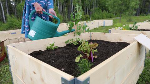 Mekkoon pukeutunut henkilö kastelee viljelylaatikossa kasvavia kasveja kastelukannulla.