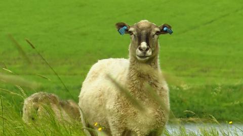 Lammas seisoo heinikossa.