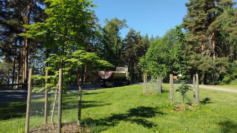 Puulajikokeen taimia Pyynikillä.