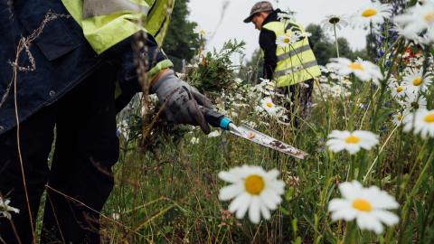 Talkoolaiset hoitavat kukkaniittyä.
