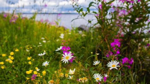 Niittykukkia kesällä Näsijärven rannassa.