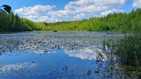 Vähäjärvi kesällä, järvessä runsaasti vesikasvillisuutta.
