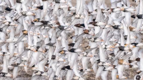 Lentävä suokukkoparvi