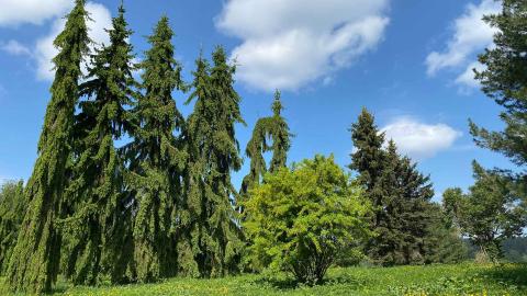 Jalokuusia ja muuta puustoa Nekalan vanhan taimiston alueella.