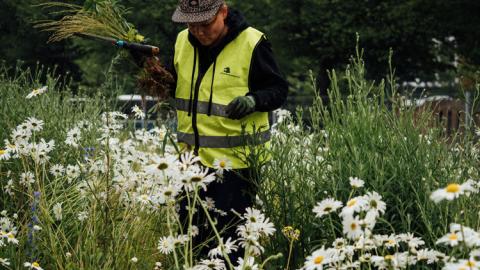 Talkoilija hoitaa päiväkakkaraniittyä.
