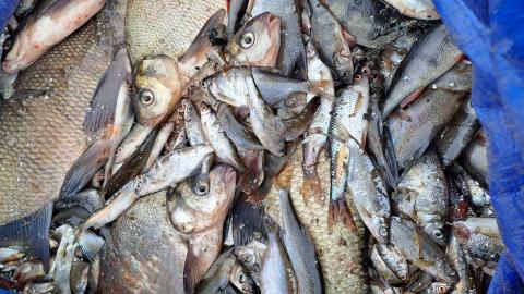 Pyydystettyjä eri kokoisia kaloja. 