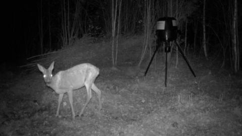 Metsäkauris houkutusruokintapaikalla pimeässä illassa.