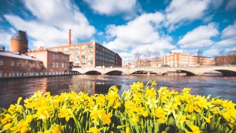 Kukkivia narsisseja, joiden taustalla on Tammerkoski ja Tampereen vanhoja tehdasrakennuksia. 