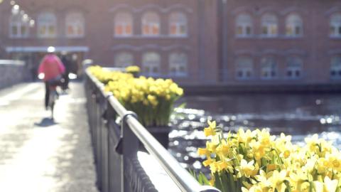 Narsissit ja pyöräilijä kevätauringossa Patosillalla.