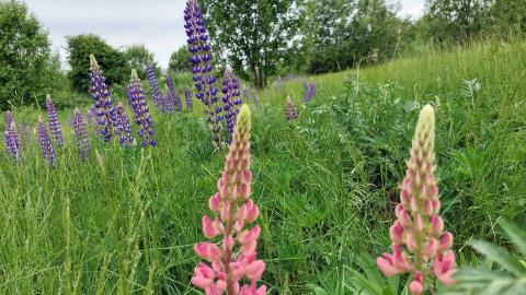 Vaaleanpunaisia ja violetteja lupiineita niityllä.