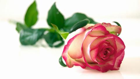 Kuvituskuva ruususta.