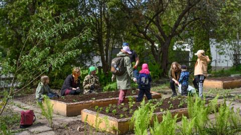 Haiharan ryytimaalla on paljon taimien istuttajia.