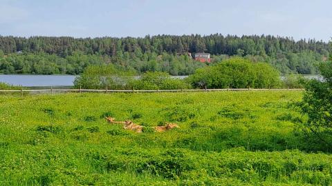 Hiehot lepäävät Hevoshaan laitumella.