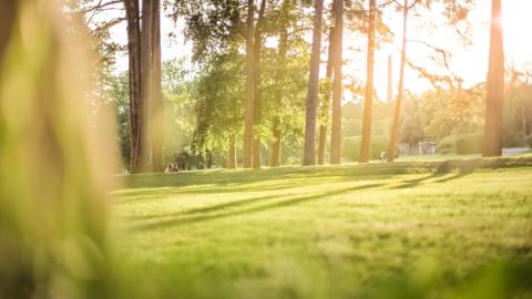 Nurnialuetta ja mäntyjä Pyynikillä.