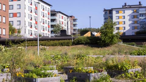 Kerrostaloja, niittyä ja viljelylaatikoita Sahavainionpuistossa.