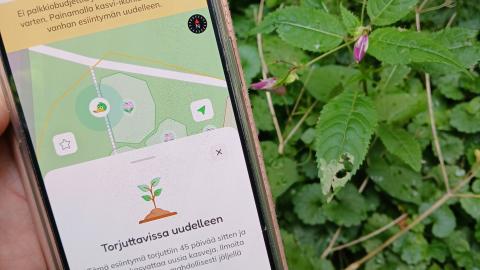 Mobiilipelin näkymä puhelimella ja jättipalsamikasvi taustalla. 