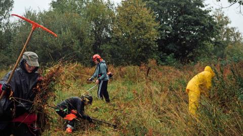 Talkoolaisia haravoimassa ja touhuamassa niityllä.