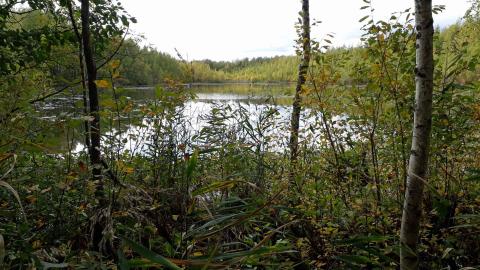 Vähäjärven rantaa ja rannan kasvillisuutta syksyllä.