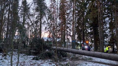 Metsurin korjaavat kaatunutta puuta ulkoilumetsästä.
