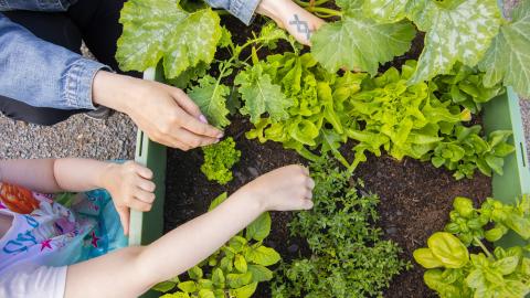 Two people tending to the plants in a garden box.