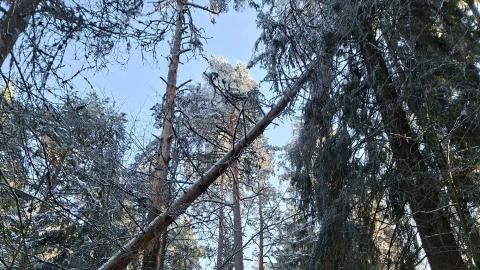 Konkeloon kaatunut puu Pyynikillä.