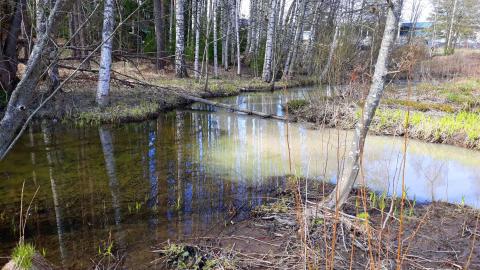 Sameaa vettä uomassa.