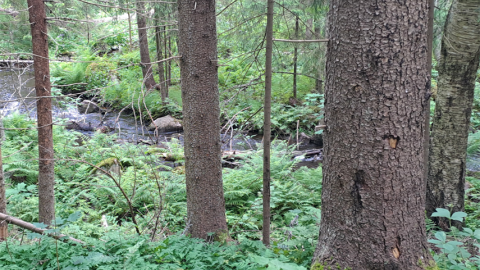 Puro, puita ja vihreää aluskasvillisuutta.