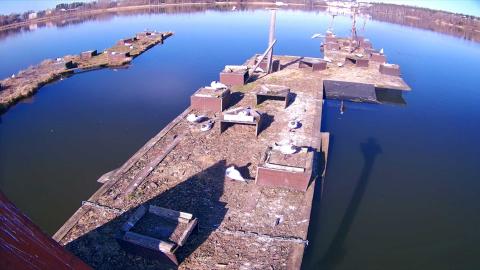 Lokkeja kelluvilla pesälautoilla Iidesjärvellä.