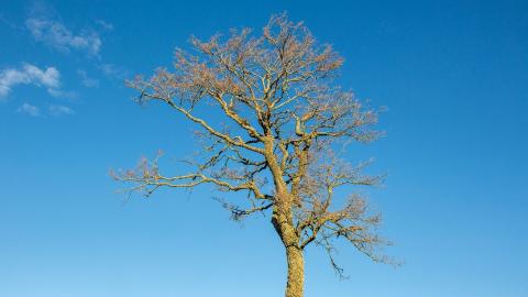 A leafless tree stands alone against a blue sky.