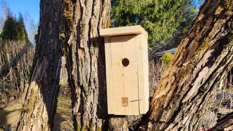 Uusi linnunpönttö puussa.