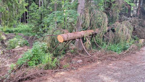 Metsänäkymä, jossa etualalla kaatunut kuusi.
